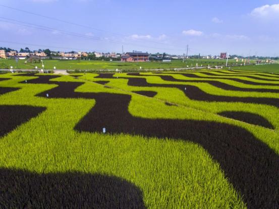 品牌檔案微博 “成都奇特新生態(tài)農(nóng)業(yè)”執(zhí)行董事何濤女士做客云訪談《崛起中國》